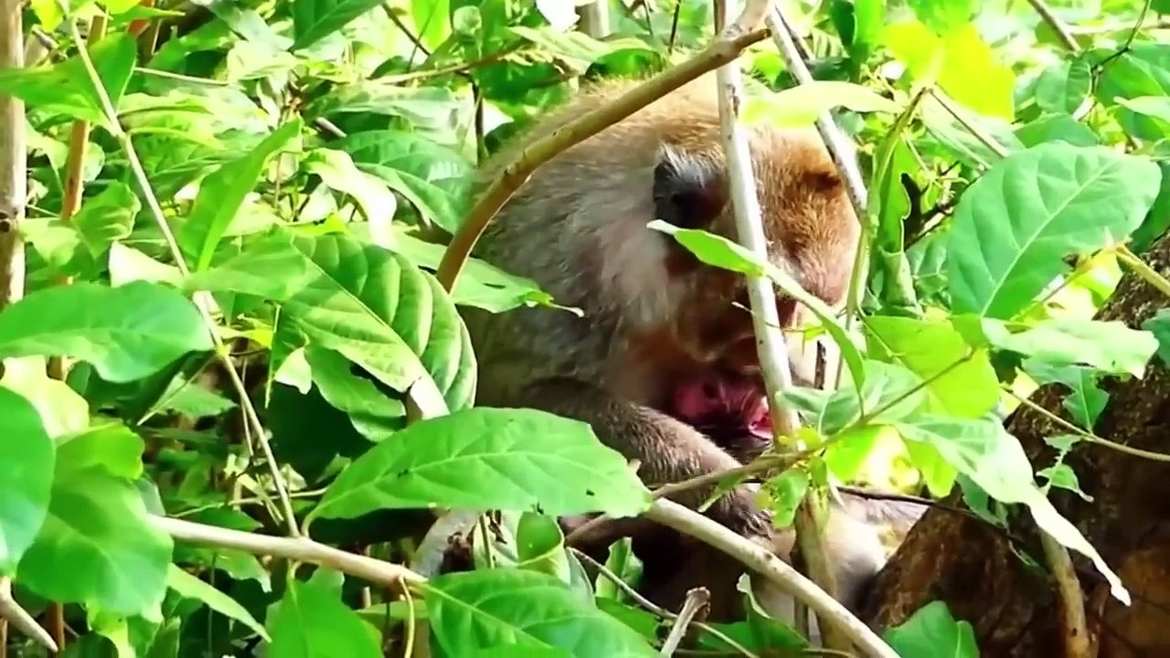 Mother monkey that, after delivering newborn baby is angry at elder son, Elder son is so jealous (720p_25fps_H264-192kbit_AAC)