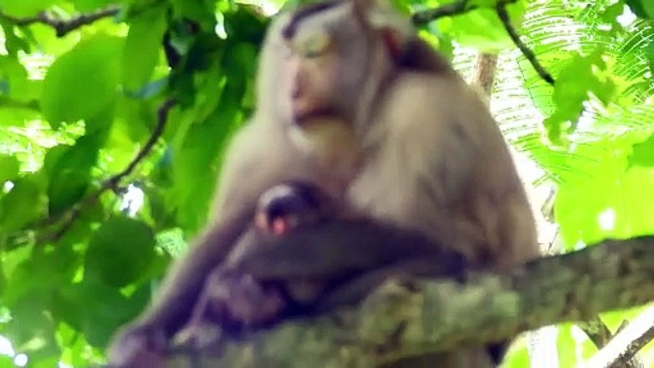 Mother Pinka Provide Warming To Adorable Newborn Baby On High Tree (720p_25fps_H264-192kbit_AAC)