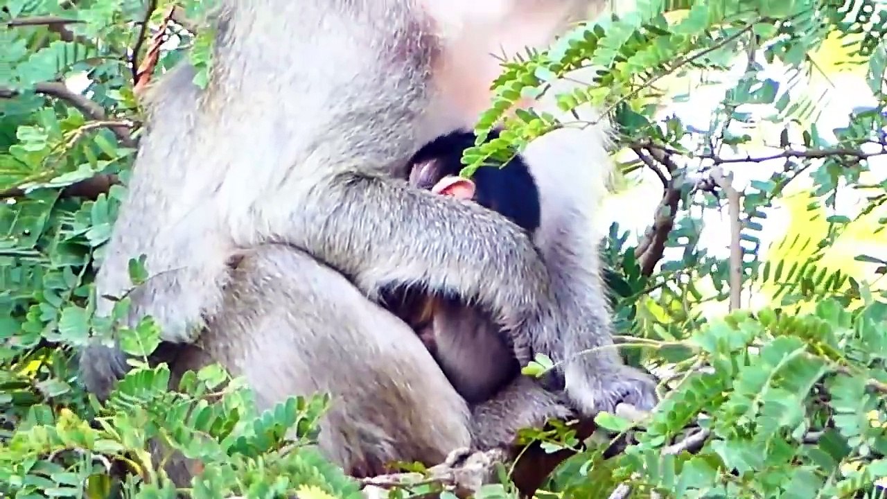 Mother Rana Carrying Her Newborn Baby To Request Foods From Human (720p_25fps_H264-192kbit_AAC)