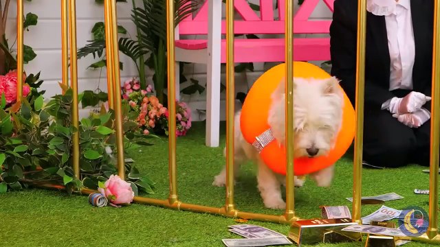 Save A Tiny Kitty From Christmas *Rich Vs Poor Gadgets And Crafts For Pets*