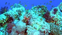 Abenteuer Korallenriff – Die Unterwasserwelt Ägyptens