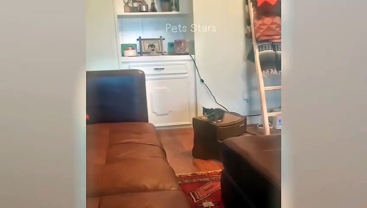 #ytshortsindia morsomt هههههه​​#cutebaby#comdy #comedys #babs#comedyshorts#cuteanimalsytshortsindia#ytshortsindia 有趣哈哈#cutebaby #comdycomedys #ba#comedyshorts #cuteanimals#ytshortsindia#ytshortsindiam ضكههههه#cutdy #comedys #babs#comedyshorts#cuteanimals#