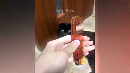 ytshortsindia morsomt haha ​​​​#cutebaby#comdy #comedys #babs#comedyshorts#cuteanimalsytshortsindia#ytshortsindia 有趣哈哈#cutebaby #comdycomedys #ba#comedyshorts #cuteanimals#ytshortsindia#ytshortsindiaمضكههههه#cutdy #comedys #babs#comedyshorts#cuteanimals#y