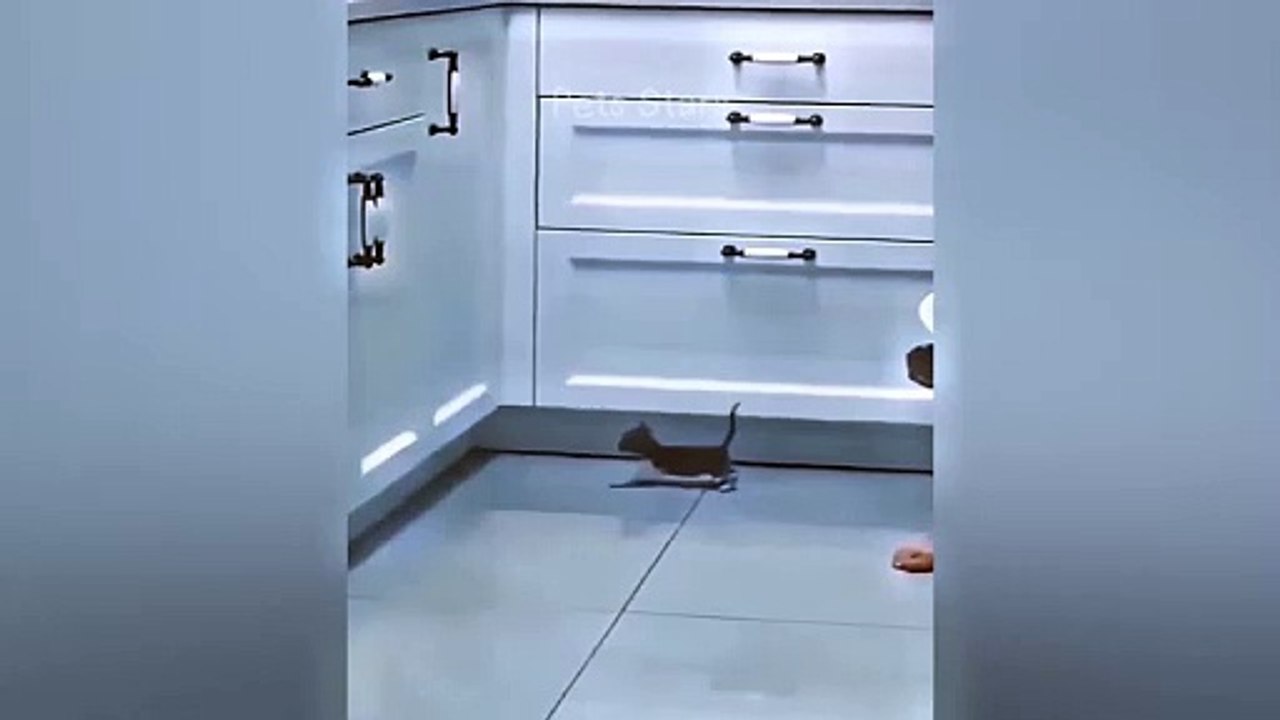 ytshortsindia morsomt haha ​​​​#cutebaby#comdy #comedys #babs#comedyshorts#cuteanimalsytshortsindia#ytshortsindia 有趣哈哈#cutebaby #comdycomedys #ba#comedyshorts #cuteanimals#ytshortsindia#ytshortsindiaمضكههههه#cutdy #comedys #babs#comedyshorts#cuteanimals#y