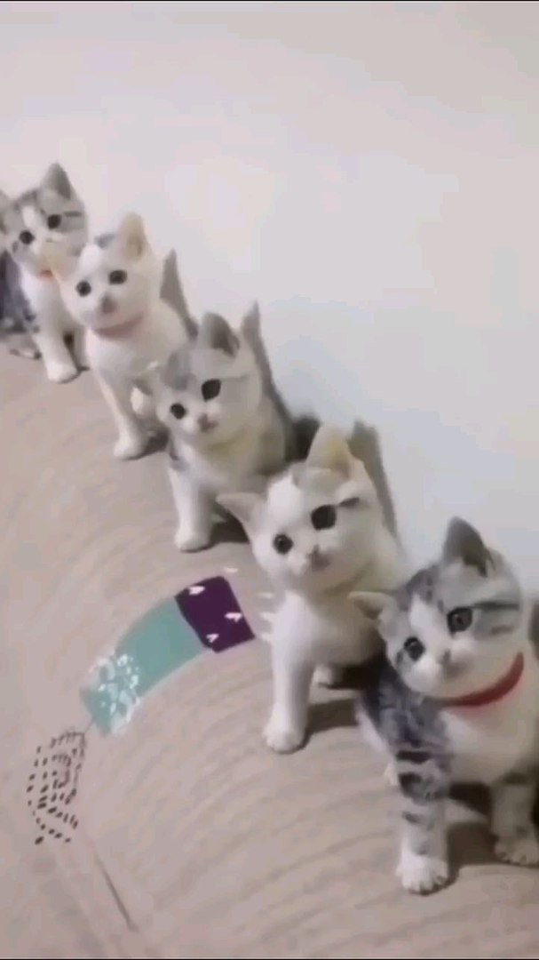 Cats Doing Cat Things