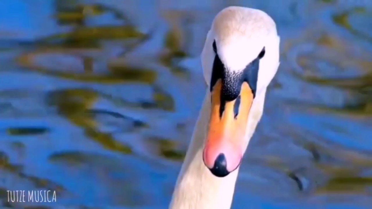 EL LAGO DEL CISNE.