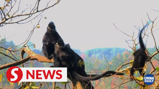 Reserve an ideal home for endangered monkey