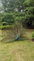 A peacock at Kyoto Gardens in Holland Park, Notting Hill, London