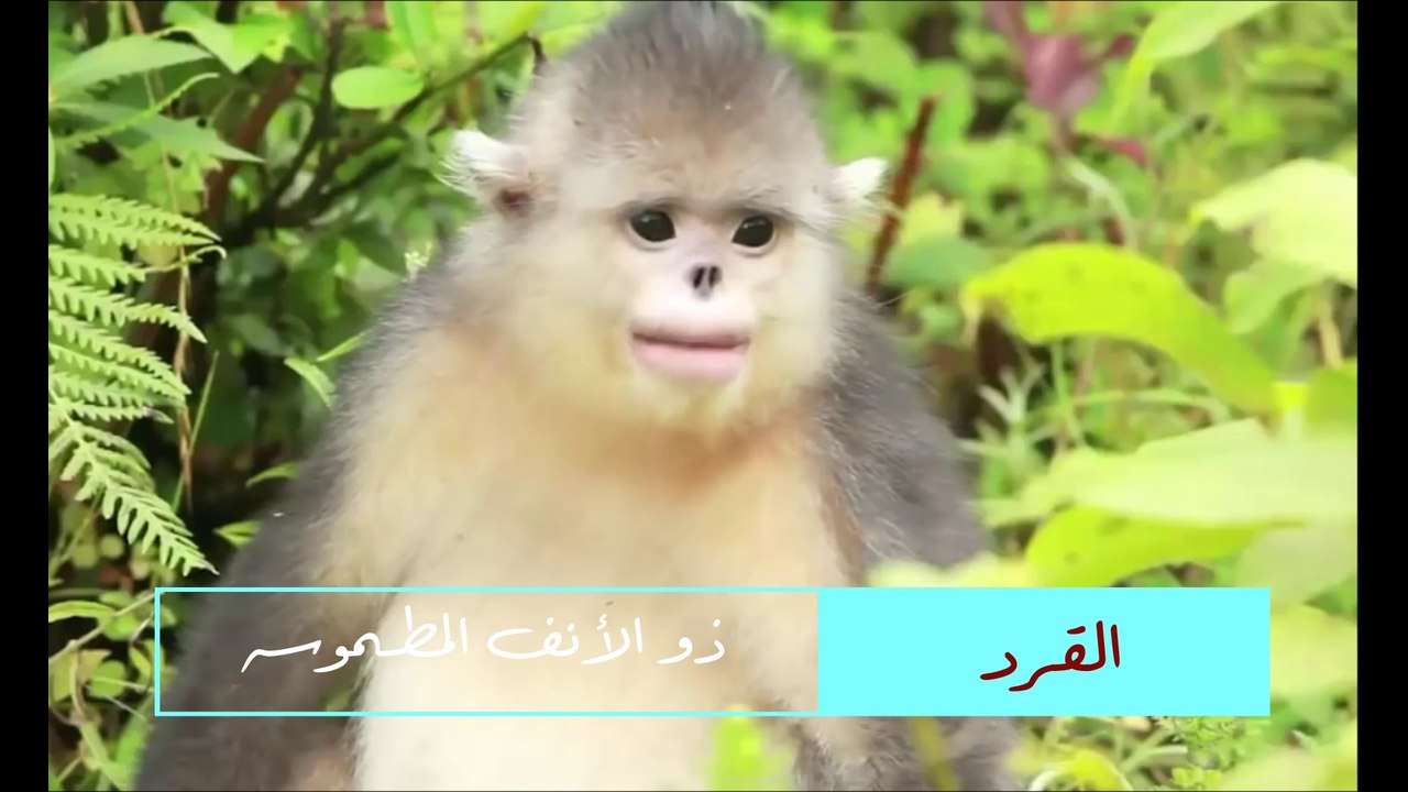 تعرف على أغرب أنواع الحيوانات حول العالم - The strangest animals in the world - Les animaux les plus étranges du monde تعرف على أغرب أنواع الحيوانات حول العالم