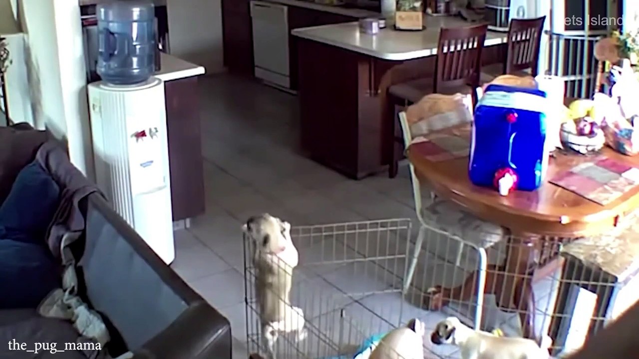 Try Not To Laugh Dogs And Cats - BEST FUNNIEST ANIMALS VIDEO 2023