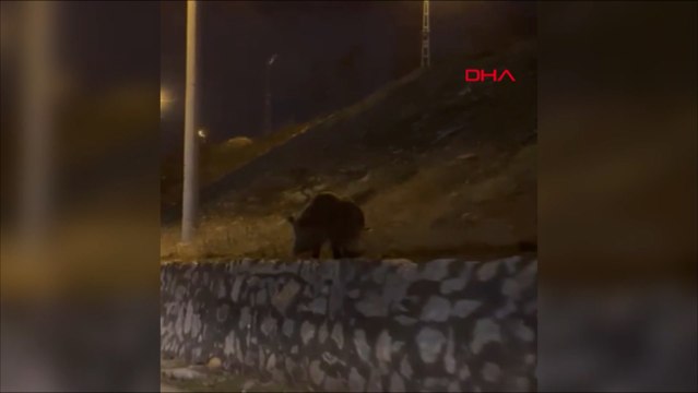 Muş'ta yaban domuzları şehir merkezine indi