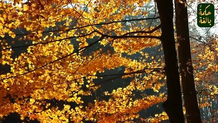 (إذا رأيت الله يعاملك هذه المعاملة فاستبشر بالخير  (محمد النابلسى