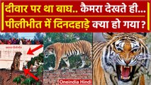 Pilibhit में Tiger देखने जुटी थी भीड़ और बनाने लगी वीडियो | Viral Video | वनइंडिया हिंदी