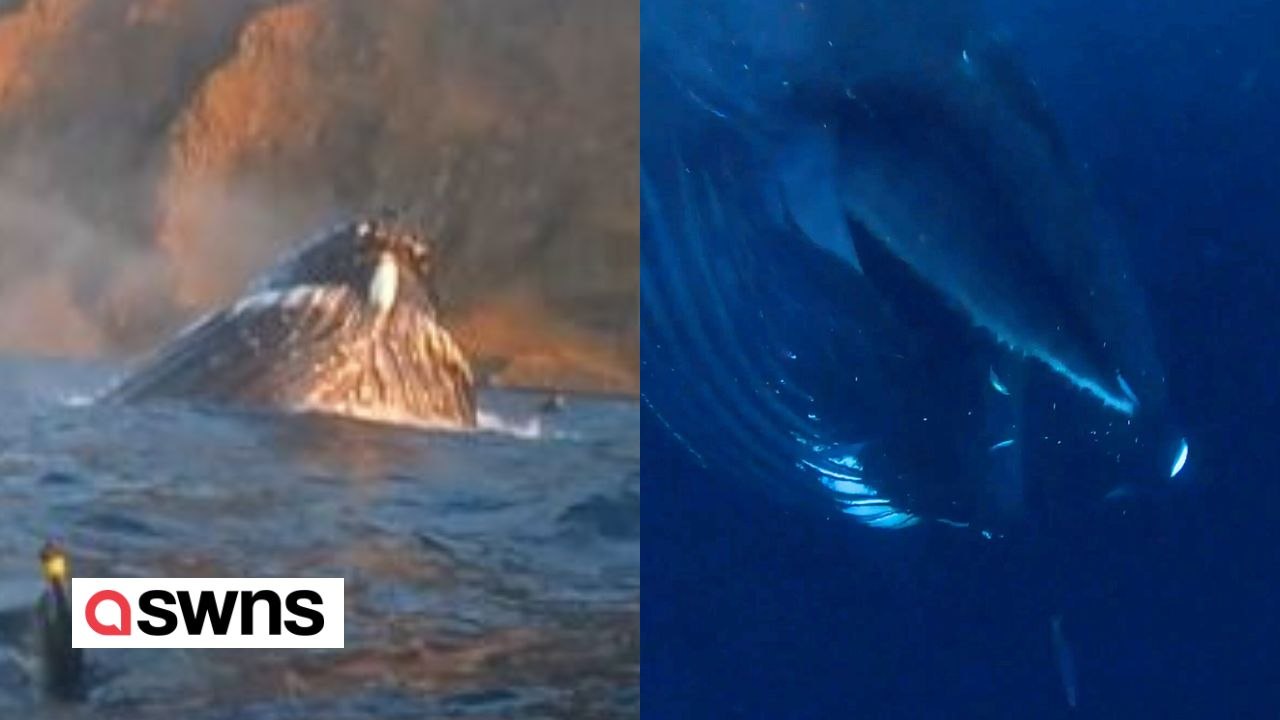 Unglaublicher Moment, in dem ein Taucher ganz nah an einen Buckelwal herankommt