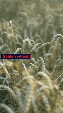 Venture Ventures The Allure of Start-Up Investing