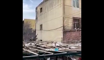 Un chat chasse un pigeon... enfin presque