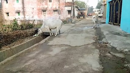dainasor attack cows