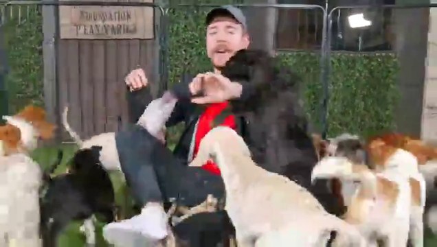 100 Souls Saved: My Emotional Rescue of Abandoned Dogs