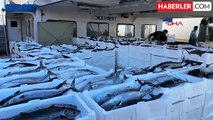 Tekirdağ'da Balıkçılar 30 Ton Torik Balığı Avladı