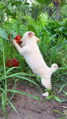 Dogs also love sweet peppers