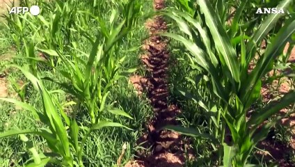 Macchine e robot, 69 milioni di contributi a Pmi agricole