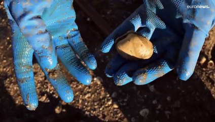 شاهد: بسبب تغير المناخ.. موجة نفوق جماعي غير مسبوقة للمحار في غاليثيا بإسبانيا