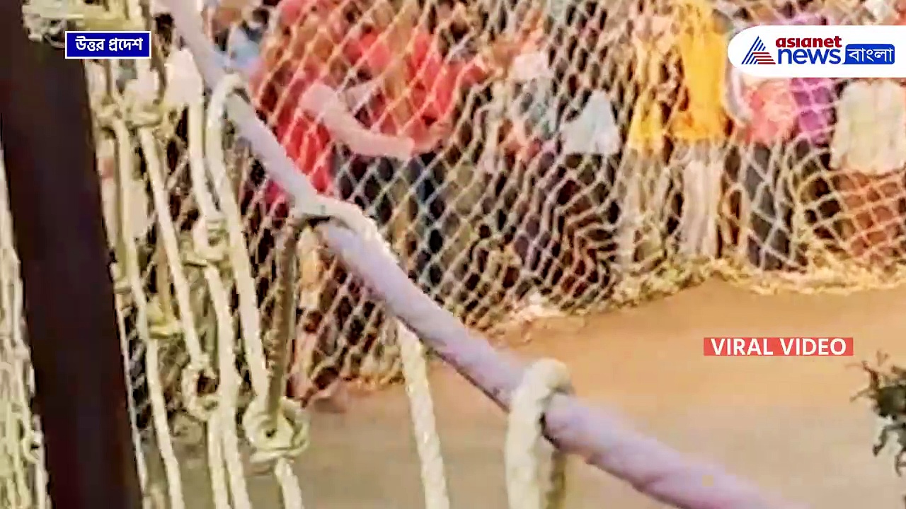 পাঁচিলের উপর হাত পা ছড়িয়ে নাক টেনে ঘুম 'বাঘমামা'র, মুহূর্তে ভাইরাল ভিডিও!