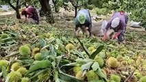 Kestane şekerinin ünü ülke sınırlarını aştı! Japonya'ya bile ihraç ediliyor