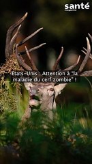 États-Unis : attention à "la maladie du cerf zombie" !