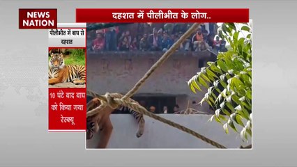 Uttar Pradesh : UP के पीलीभीत में बाघ के आने से दहशत