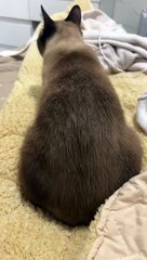 Cat cute siamois funny