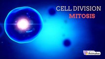 Mitosis cell division animation