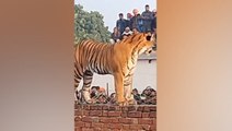 Tiger captured after wandering into Indian village and resting in front of stunned crowd