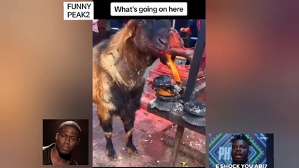 WATCH:See This Goat Chilling 