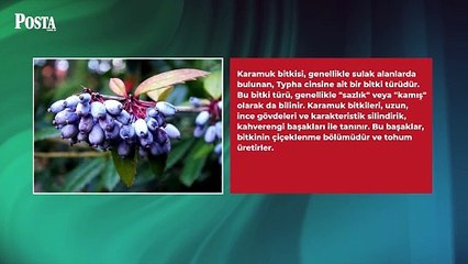 En çok Ruslar tüketiyor: Doğanın mucizesi olan bu meyve bedava antikor üretiyor