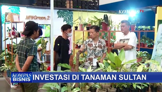 Berawal dari Hobi, Bisnis Tanaman Hias Bisa Jadi Ladang Pendapatan dan Investasi!