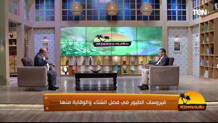 ممنوع أكل هذه الطيور بعد الإصابة.. د. مصطفى بسطامي يكشف أخطر أمراض الدواجن التي تحدث خسائر بالملايين