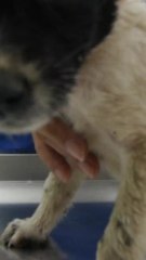 ECTLS - À l’origine, la S.P.A. n’avait rien à voir avec les chiens et les chats !