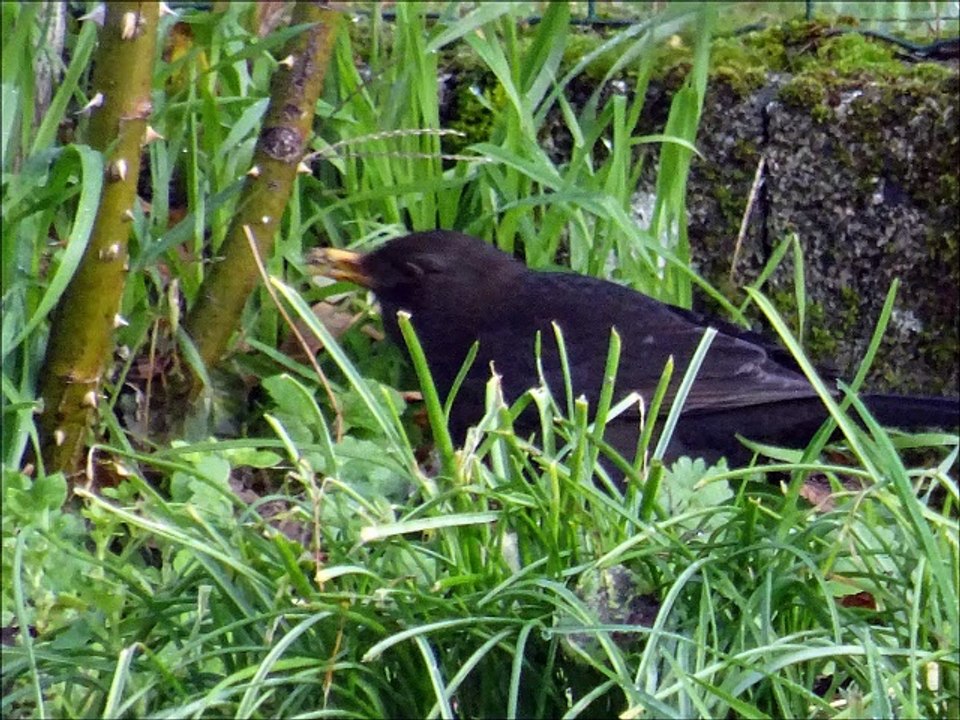 Oiseaux