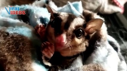 Baby Sugar Glider Eating Peanuts | Nature is Amazing