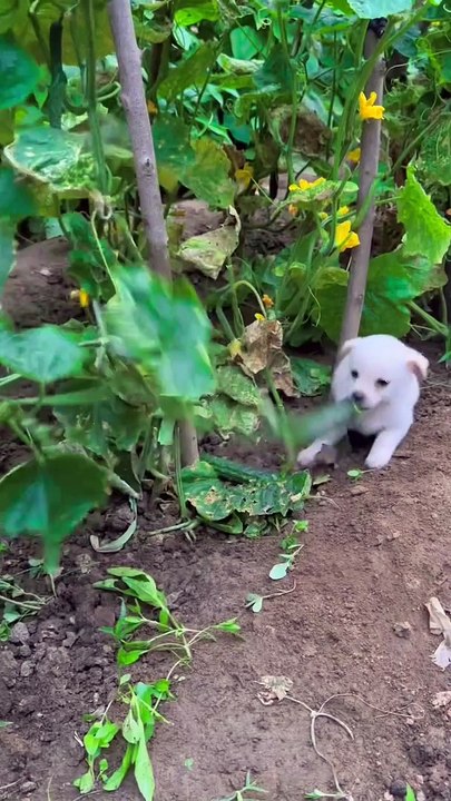 Puppies 