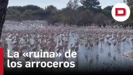 La cara b de la impresionante imagen de los flamencos de la Albufera: la «ruina» de los arroceros