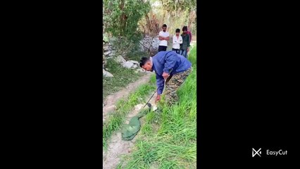 रामगंजमंडी के खैराबाद के खेत में मिला रसेल वाइपर