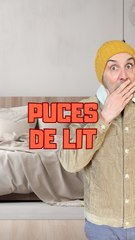 Puces de lit 
