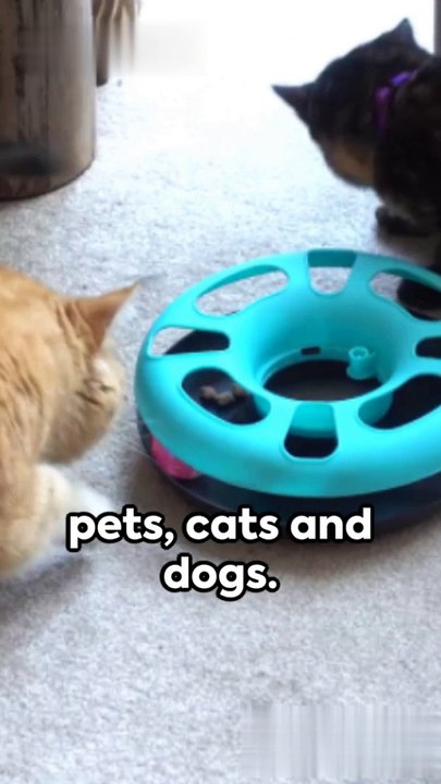 Facts About Cats & dogs