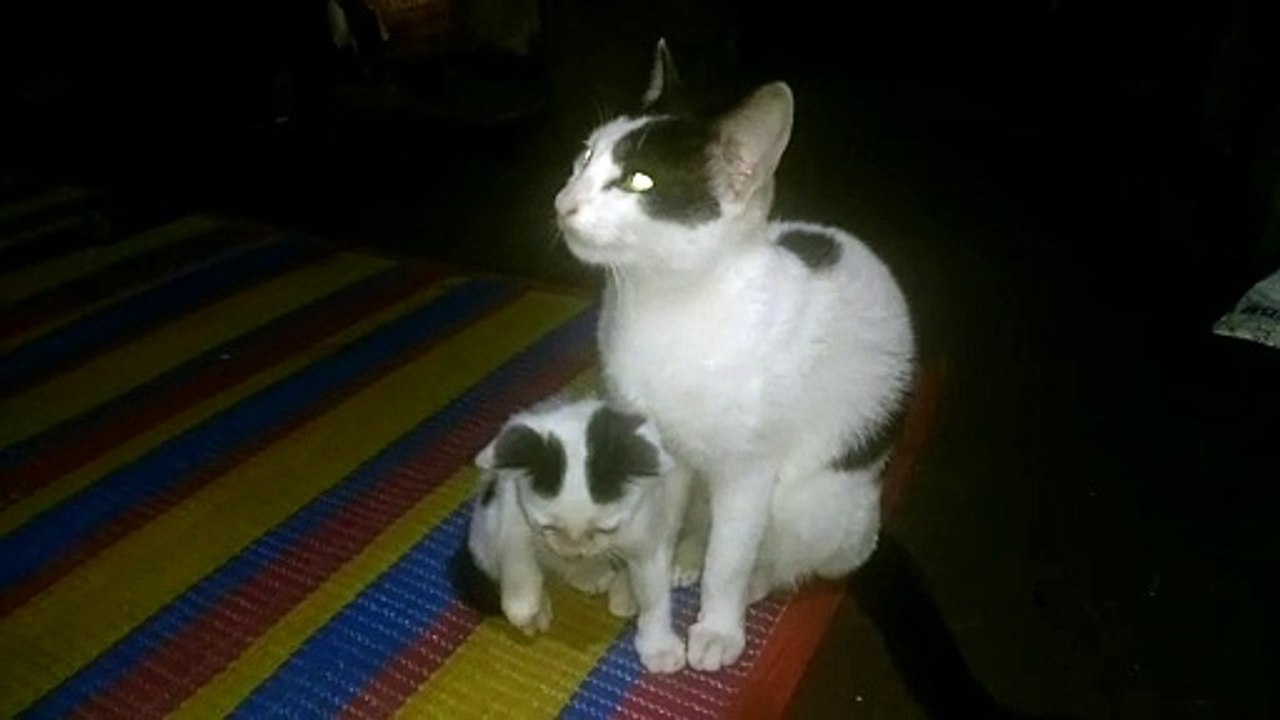 Cat with her mother
