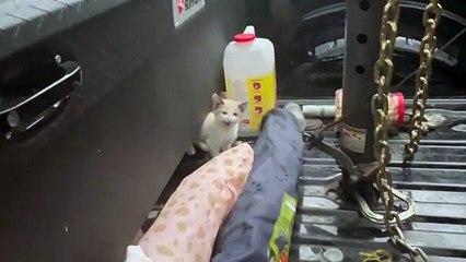 The Whole Farm Goes for a Road Trip