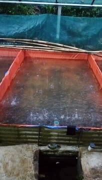 Larva yang lahir dari induk lele yang matang gonad akan baik-baik saja