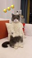 Aww! funny cute cat videos compilation  Kitten & Cash (china tiktok videos].Cat Meow #shorts