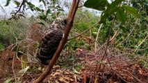 ANAK BURUNG ELANG DI BERI MAKAN ULAR PANJANG BANGET